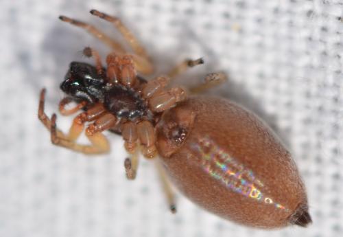 Réf. 324 797 : Clubiona phragmitis